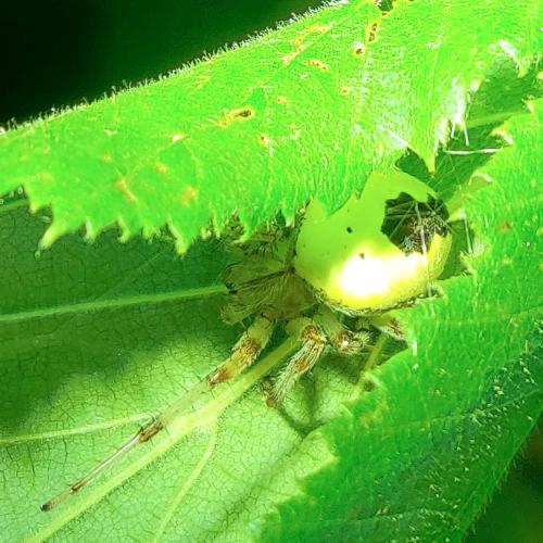 Réf. 310 618 : Araneus marmoreus