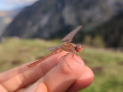 Sympetrum meridionale