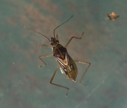 Mesovelia vittigera