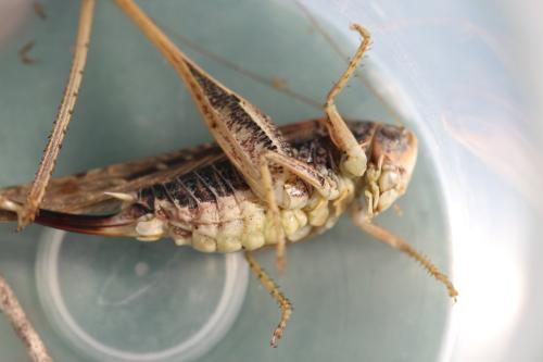 Réf. 310 601 : Platycleis affinis affinis