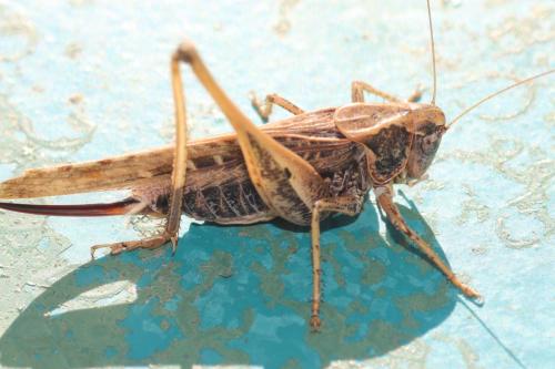 Réf. 310 600 : Platycleis affinis affinis