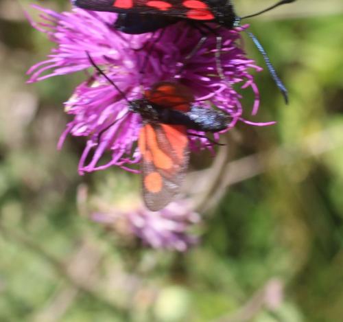 Réf. 310 399 : Zygaena romeo