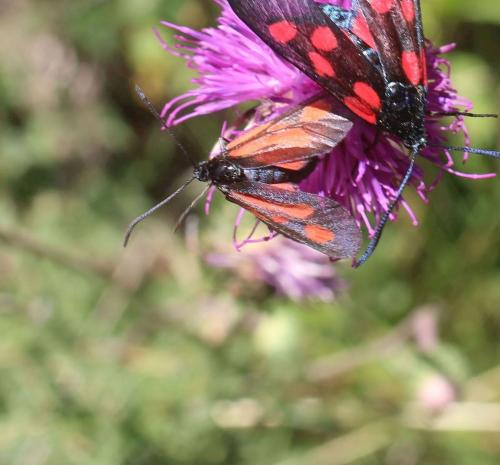 Zygaena romeo