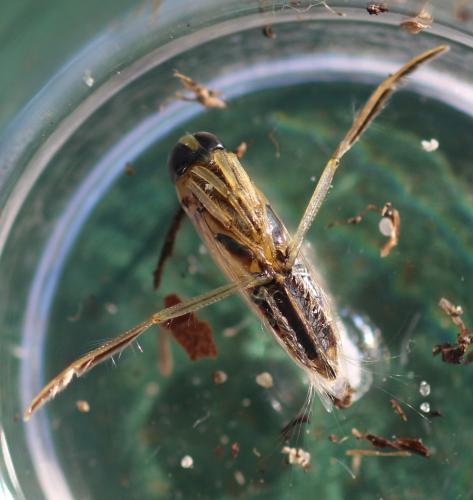 Anisops sardeus