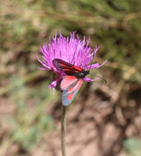 Réf. 310 436 : Zygaena sp.