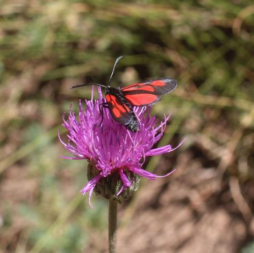 Réf. 310 435 : Zygaena sp.