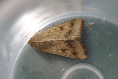 Helicoverpa armigera