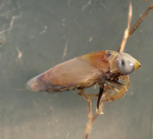 Anisops sardeus