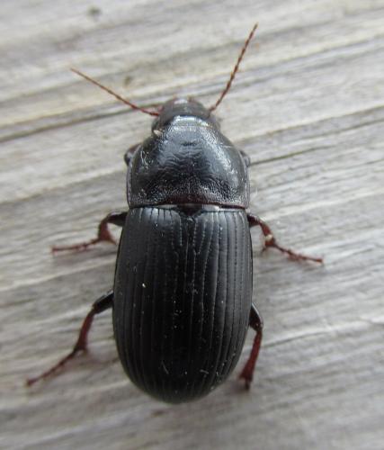 Réf. 310 247 : Zabrus tenebrioides