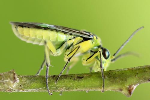 Réf. 310 999 : Rhogogaster picta