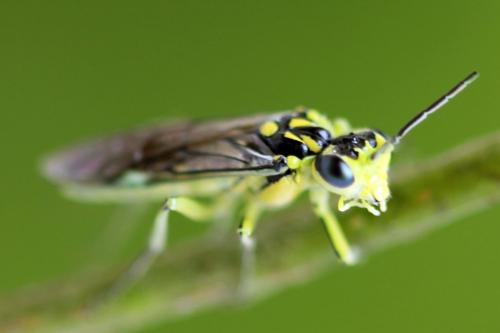 Réf. 310 981 : Rhogogaster picta
