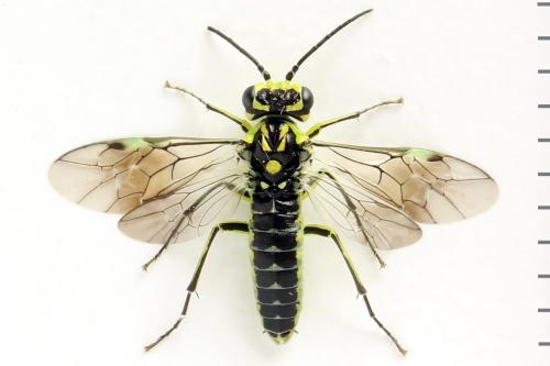 Réf. 310 982 : Rhogogaster picta
