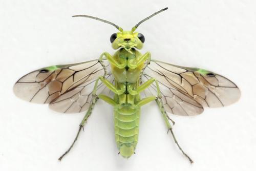 Réf. 310 983 : Rhogogaster picta