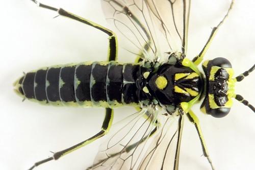 Réf. 310 984 : Rhogogaster picta