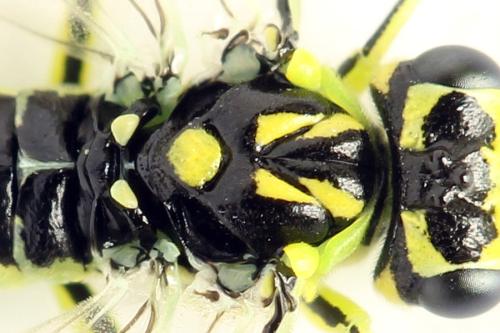 Réf. 310 985 : Rhogogaster picta