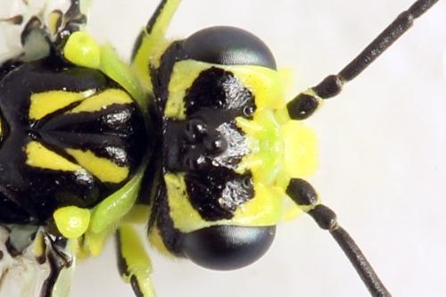Réf. 310 986 : Rhogogaster picta