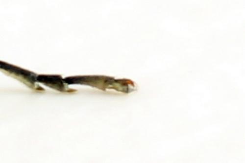 Réf. 310 987 : Rhogogaster picta