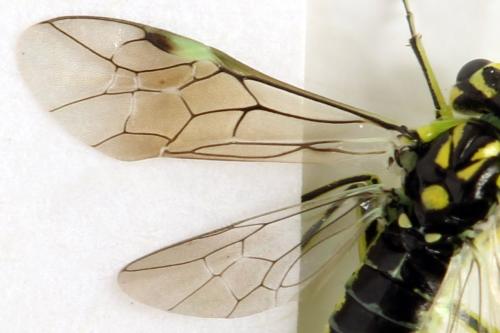 Réf. 310 988 : Rhogogaster picta