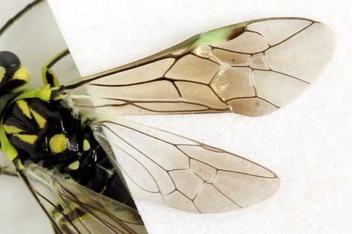 Réf. 310 989 : Rhogogaster picta