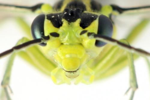 Réf. 310 990 : Rhogogaster picta