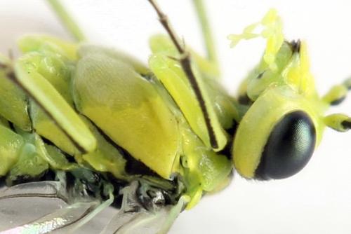 Réf. 310 993 : Rhogogaster picta
