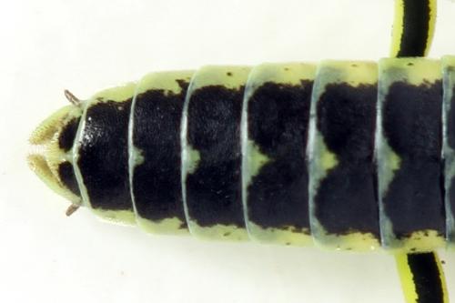 Réf. 310 994 : Rhogogaster picta