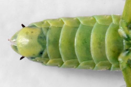 Réf. 310 995 : Rhogogaster picta