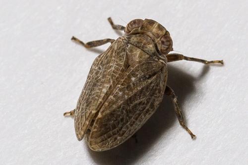 Latilica maculipes