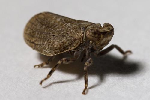 Latilica maculipes