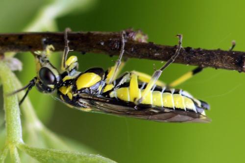 Cytisogaster picta