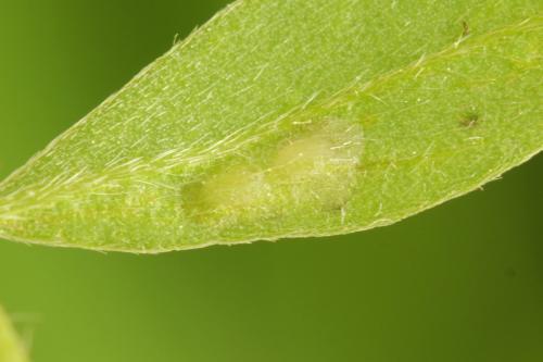 Réf. 310 952 : Cytisogaster picta