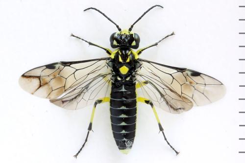 Réf. 310 964 : Cytisogaster picta
