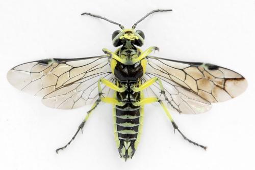 Cytisogaster picta