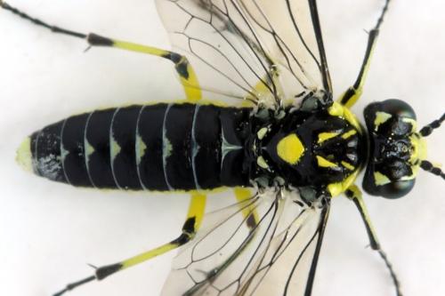 Réf. 310 966 : Cytisogaster picta