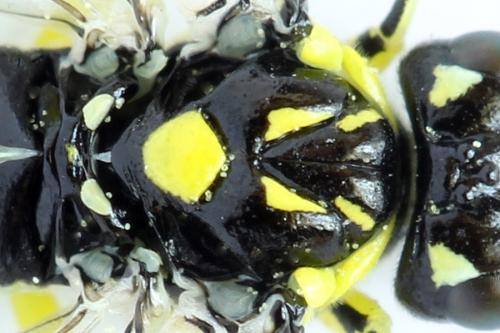Cytisogaster picta