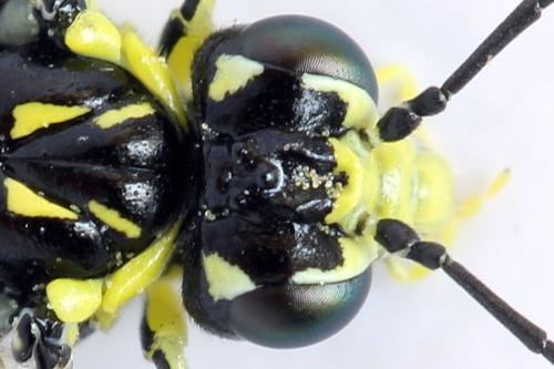 Réf. 310 968 : Cytisogaster picta
