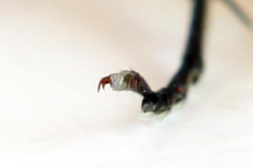 Cytisogaster picta