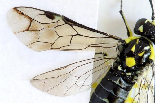 Réf. 310 970 : Cytisogaster picta
