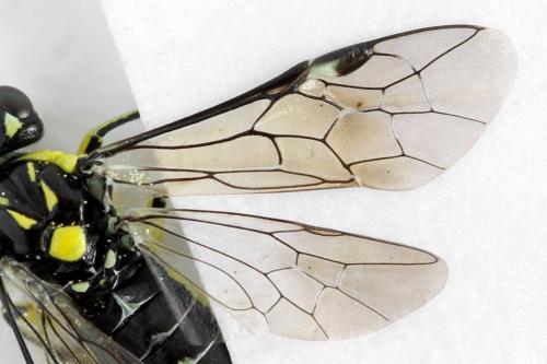 Cytisogaster picta
