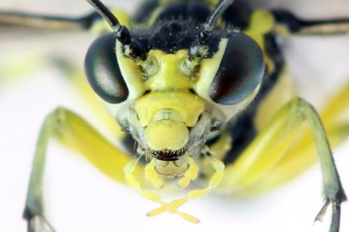 Cytisogaster picta