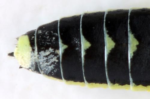 Cytisogaster picta