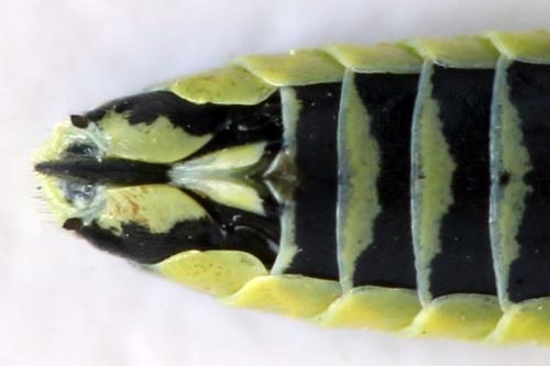 Réf. 310 977 : Cytisogaster picta