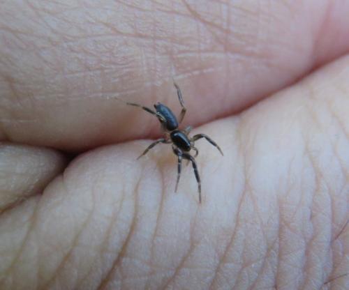 Zelotinae