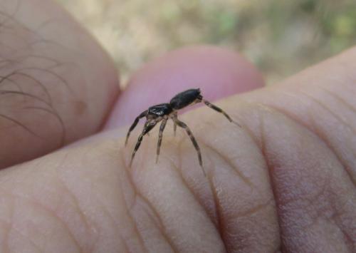Zelotinae