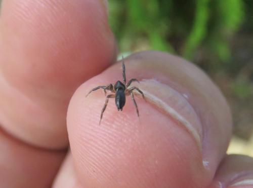 Zelotinae
