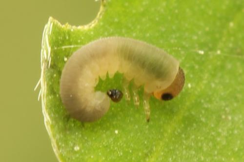 Cytisogaster picta
