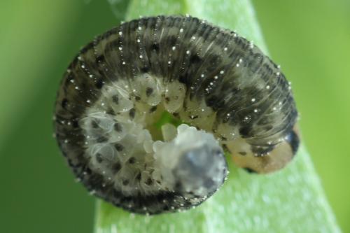 Réf. 310 955 : Cytisogaster picta