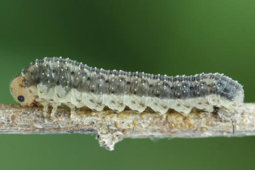 Cytisogaster picta