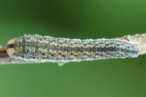 Cytisogaster picta