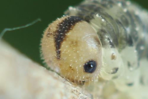 Cytisogaster picta